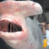 Рибари хванаха огромна акула в топлите води край източния бряг на Австралия. Рибарите били много изненадани, когато изтеглили мрежите и видели, че целият им улов е изяден от една огромна риба. Гигантската акула тежи над 1250 кг и е дълга над 6 метра.