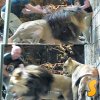 Лъвове нападнаха дресьора си преди представление в хотел Лас Вегас