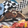 В Индианaполис се надбягваха с костенурки, наградата купа с плодове.^^